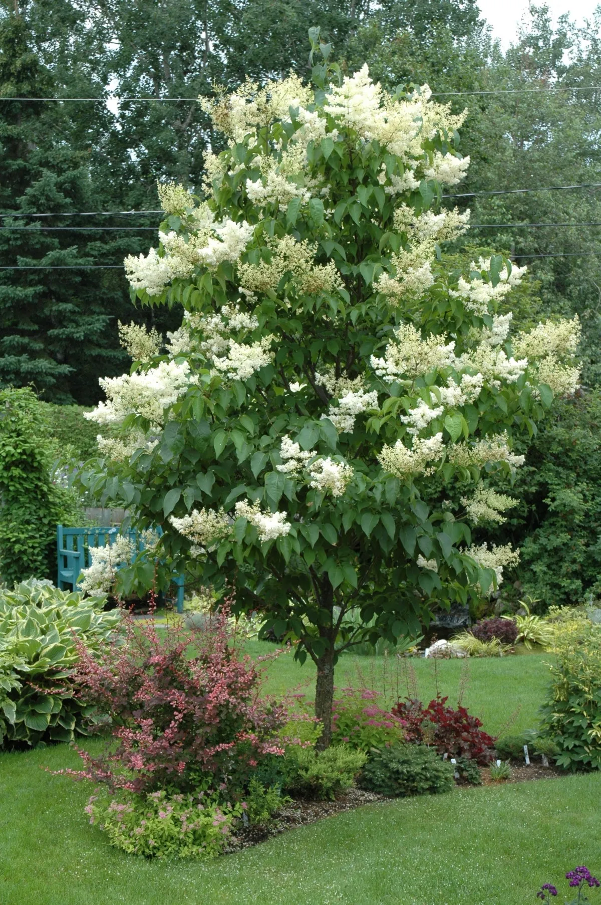 Syringa ret Ivory Silk TF #15